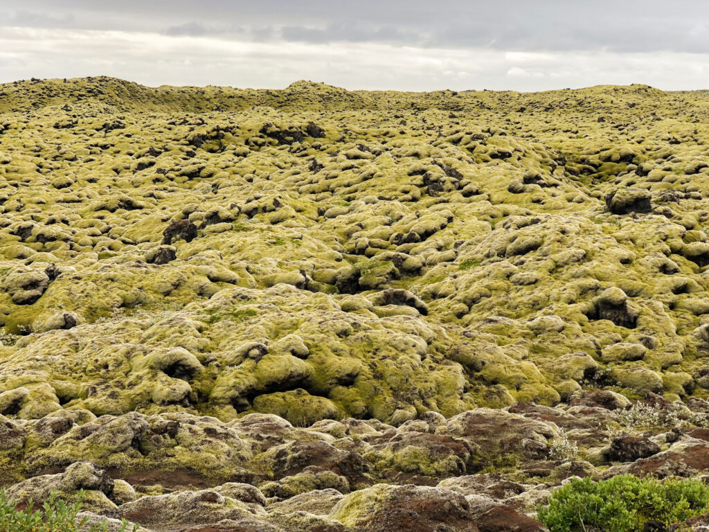 lava fields - Iceland